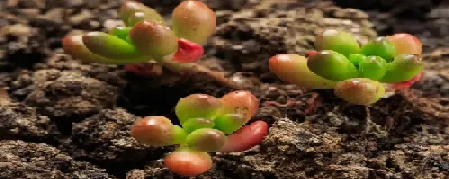 新栽的多肉怎么浇水