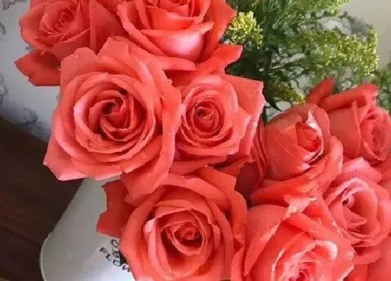 养花|玫瑰花种植多久开花 玫瑰花苗多长时间会开花