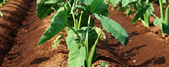 芋头为什么不能连续种2年附芋头种植方法