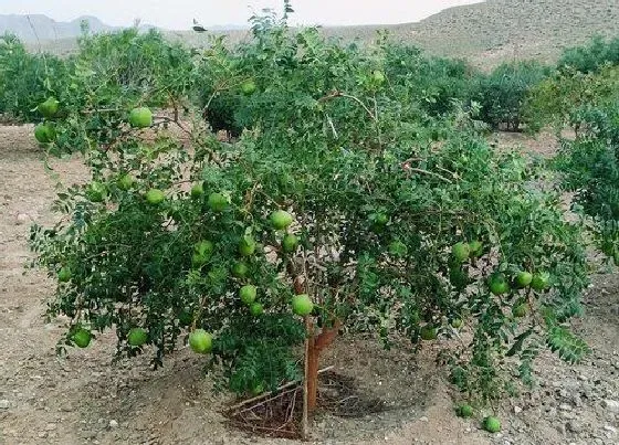 种植前景|文冠果亩产量多少斤