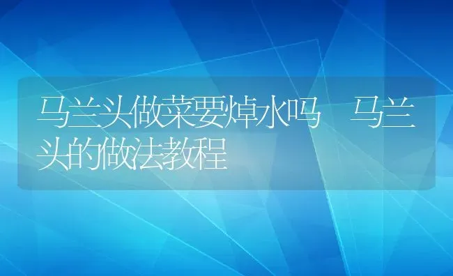 马兰头做菜要焯水吗 马兰头的做法教程 | 养殖资料投稿