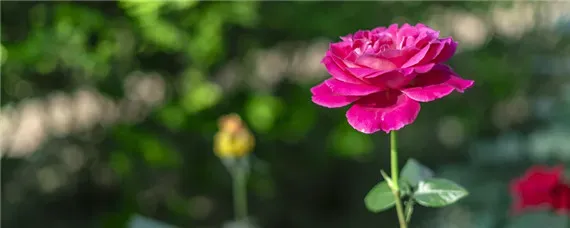 高杆月季种植间距是多少