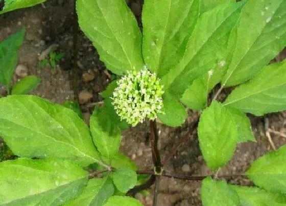 种植前景|人参种植条件 栽种气候要求