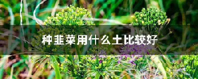 种韭菜用什么土比较好