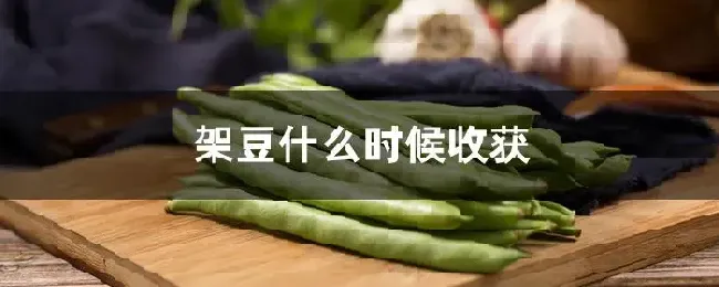 架豆什么时候收获