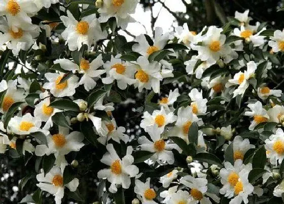 种植前景|油茶种植条件 适合种在什么地方