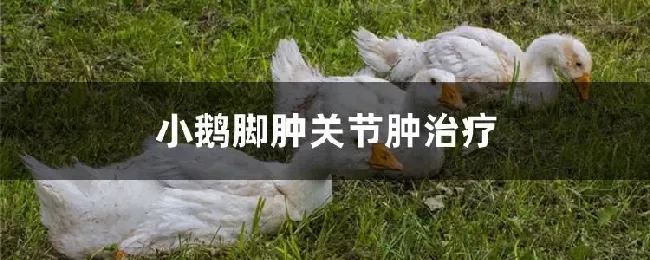 小鹅脚肿关节肿治疗