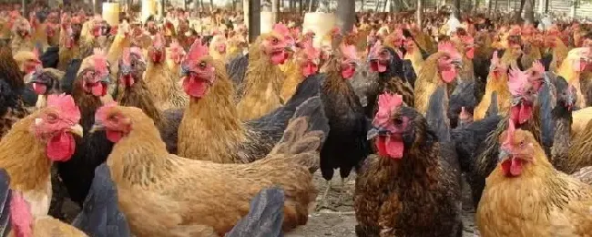 有哪些养殖业养殖环评手续怎么办理