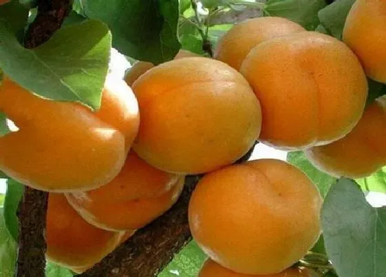 种植前景|杏子南方可以种吗