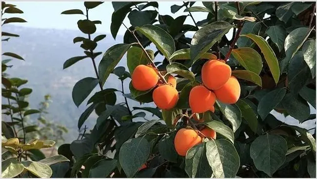 柿子种植效益分析 | 养殖项目前景