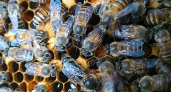 蜂王是公的还是母的