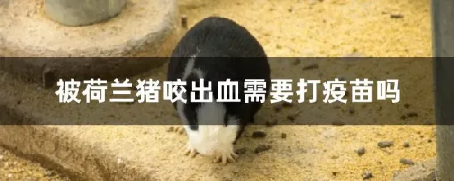 被荷兰猪咬出血需要打疫苗吗