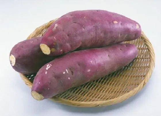 蔬菜|红薯是水果还是蔬菜