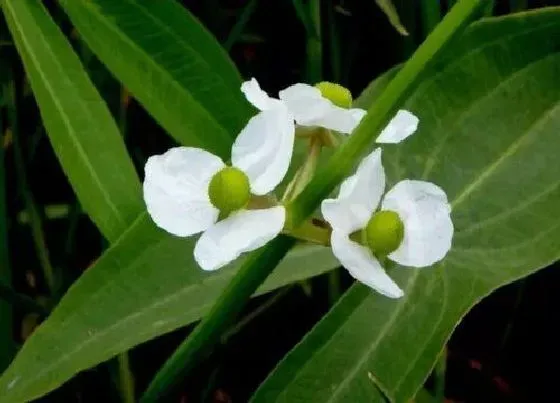 中药材|涝洼地种植什么药材 耐涝的中药材品种