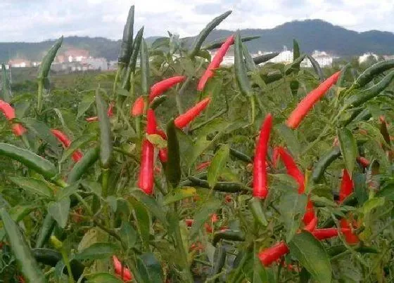 种植前景|小米辣亩产量一般多少斤 种植市场及亩产利润