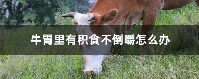 牛胃里有积食不倒嚼怎么办