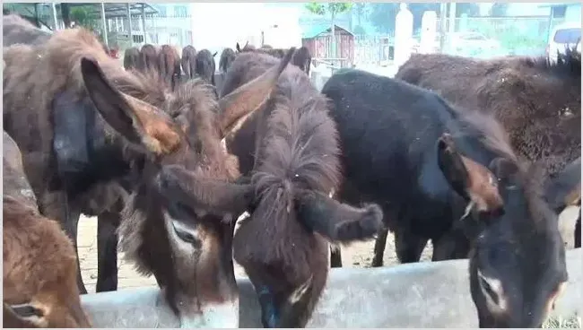 肉驴养殖赚钱吗？效益分析介绍下 | 养殖项目前景