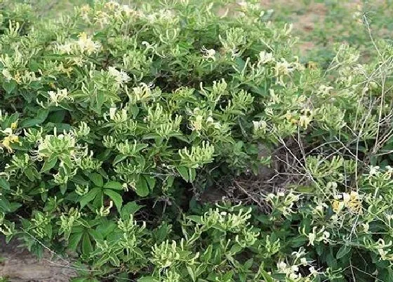 种植前景|农村种植什么赚钱不愁销路 目前种植什么最挣钱又稳定