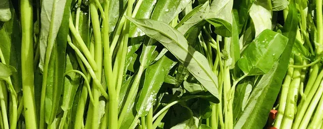 空心菜怎么种植