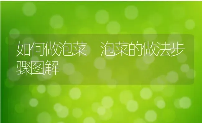 如何做泡菜 泡菜的做法步骤图解 | 养殖资料投稿