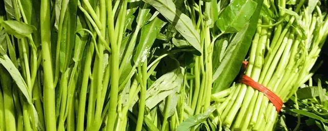 空心菜怎么种植