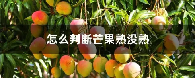 怎么判断芒果熟没熟