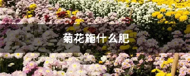 菊花施什么肥