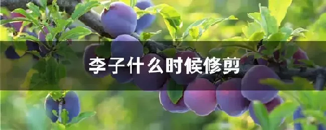 李子什么时候修剪