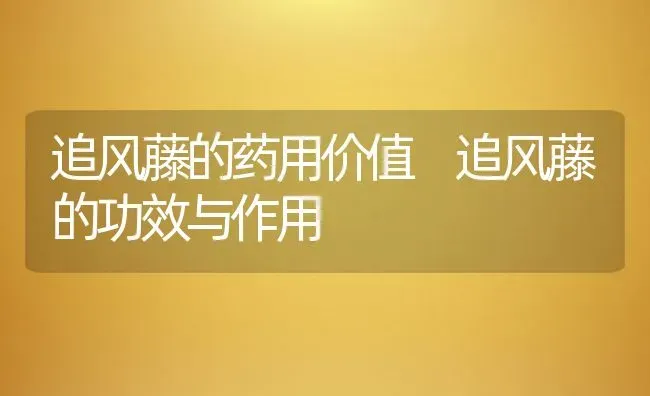 追风藤的药用价值 追风藤的功效与作用 | 养殖资料投稿