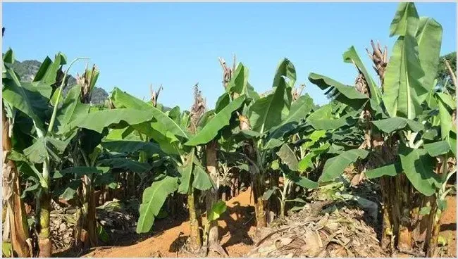 香蕉种植效益 | 养殖什么赚钱