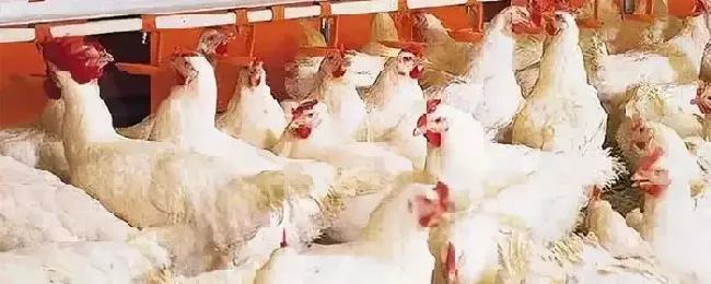 肉鸡低血糖有什么症状