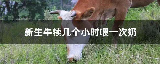 新生牛犊几个小时喂一次奶