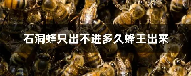 石洞蜂只出不进多久蜂王出来