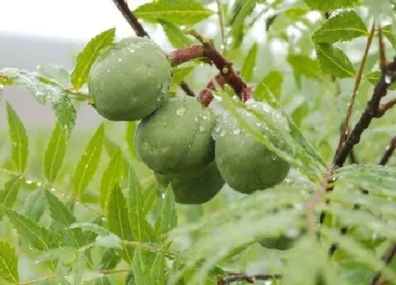 种植前景|文冠果亩产量多少斤