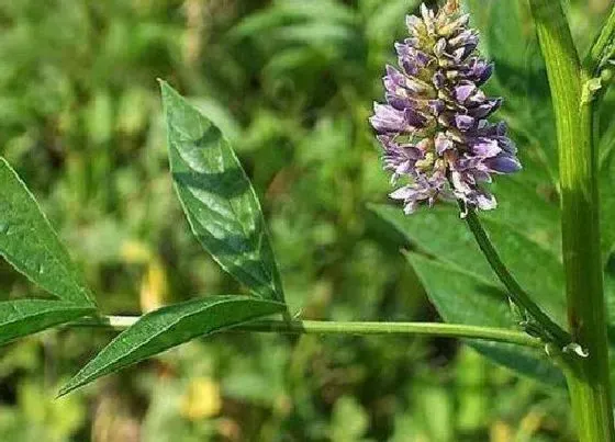 中药材|适合北方种植的药材（北方种植什么药材利润好最赚钱）