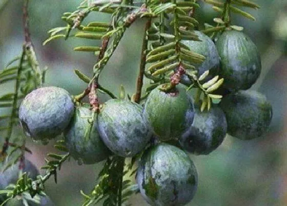 种植前景|香榧种植条件和气候要求