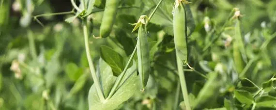 大豌豆种植时间和方法