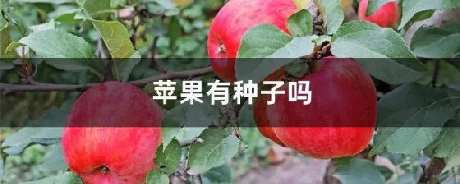 苹果有种子吗