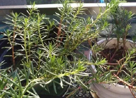 养花|夏季适合种什么花草 常见四种夏季栽种花卉