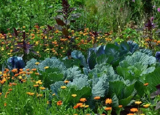 种植前景|农村种植什么赚钱不愁销路 目前种植什么最挣钱又稳定