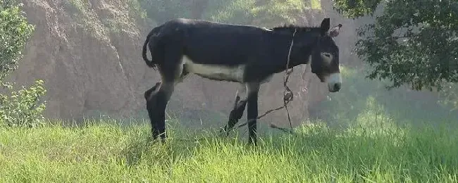 毛驴怎么繁殖养殖前景如何