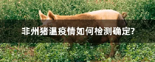非州猪温疫情如何检测确定?