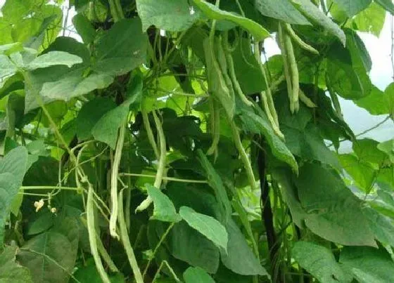 种植前景|芸豆亩产量一般多少斤 怎样种植才能高产