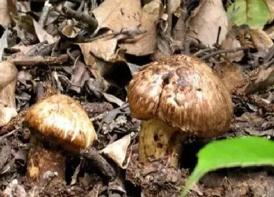 种植前景|松茸种植条件 生长环境以及生长地区