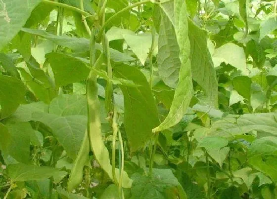 种植前景|芸豆亩产量一般多少斤 怎样种植才能高产