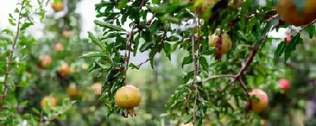 石榴什么时候剪枝