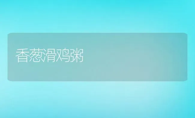 香葱滑鸡粥 | 养殖资料投稿