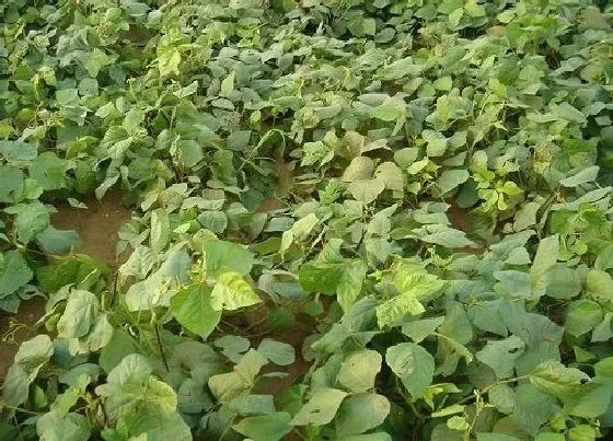 种植前景|绿豆什么时候收获
