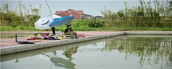 怎样钓鳊鱼用什么饵料