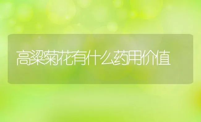 高粱菊花有什么药用价值 | 养殖资料投稿